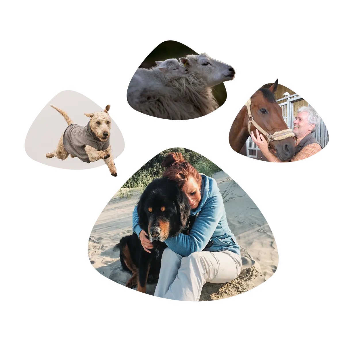 Bildkollage aus 4 Bildelementen: Springender Hund, Schaf mit Lämmchen, Pferd und Tierarzt, Frau einen Hund umarmend