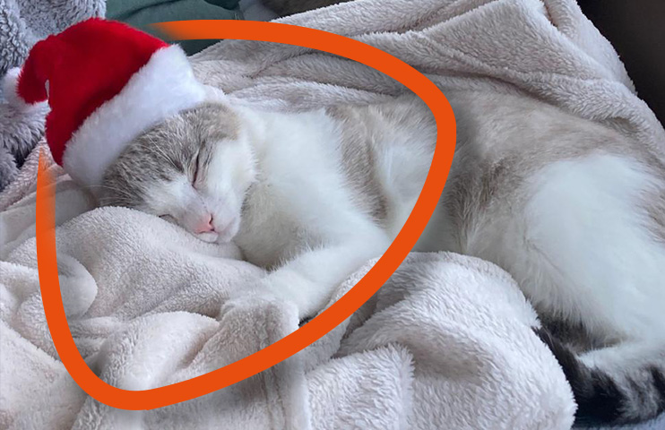 Eine schlafende weiße Katze, die eine Nikolausmütze trägt.
